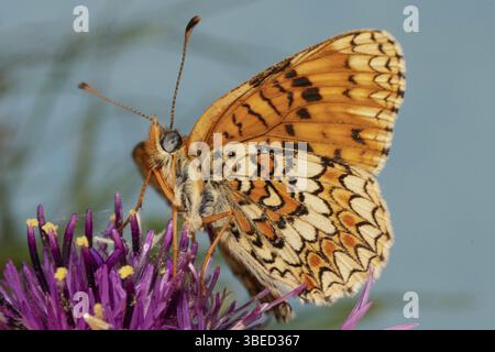 Gepunktete Fritillerie (Melitaea phoebe) Stockfoto