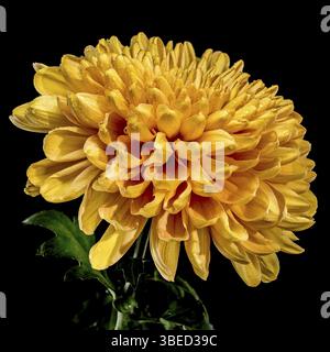 Nahaufnahme einer lebendigen gelben, goldenen Chrysanthemenblume, bedeckt mit frischen Tautropfen, isoliert auf schwarzem Hintergrund, Odessa, Ukraine, Europa Stockfoto
