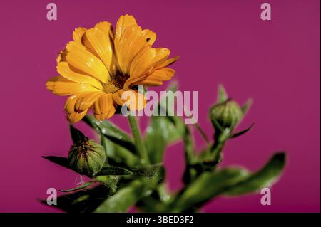 Schöne blühende Calendula officinalis Blüten auf rosa Hintergrund. Blumenkopf Nahaufnahme, Odessa, Ukraine, Europa Stockfoto