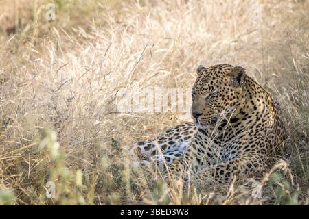 Ein männlicher Leopard im Gras im Sabi Sand Game Reserve, Südafrika, Afrika Stockfoto