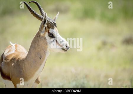 Nahaufnahme eines Springbocks im Kalagadi Transfrontier Park, Südafrika, Afrika Stockfoto