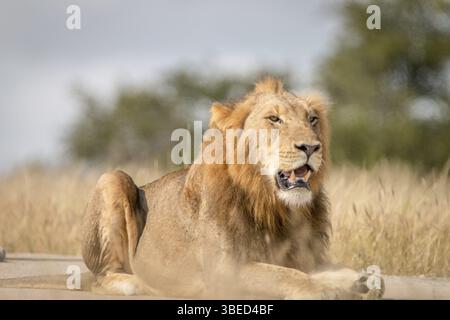 Ein Löwe liegt auf der Straße im Sabi Sand Game Reserve, Südafrika, Afrika Stockfoto