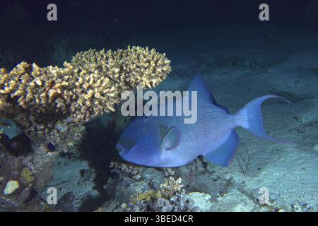 Blau gestreifter Drückerfisch (Pseudobalistes fuscus) Stockfoto