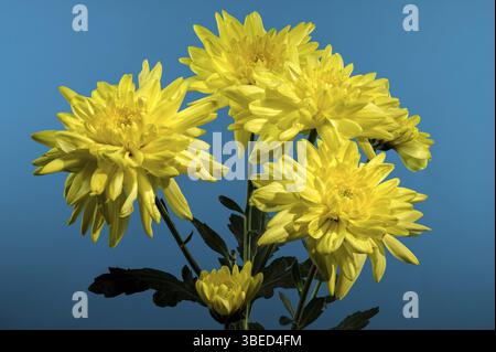 Chrysantheme Amour gelbe Blume auf blauem Hintergrund. Blumenkopf Nahaufnahme, Odessa, Ukraine, Europa Stockfoto