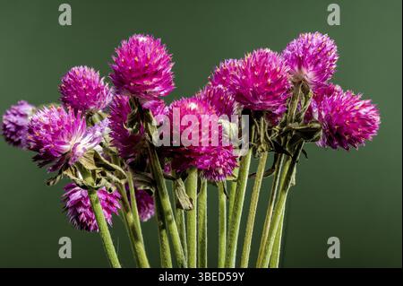 Schöne blühende rote Gomphrena oder Globus Amaranths auf grünem Hintergrund. Blumenkopf Nahaufnahme, Odessa, Ukraine, Europa Stockfoto