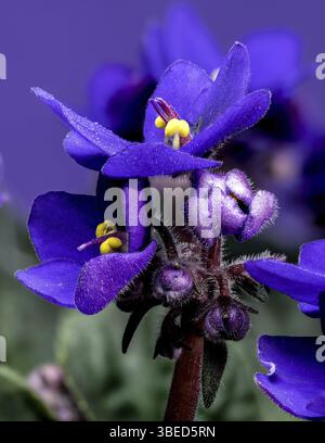 Schöne blühende Veilchen auf einem lila Hintergrund. Blumenkopf Nahaufnahme, Odessa, Ukraine, Europa Stockfoto