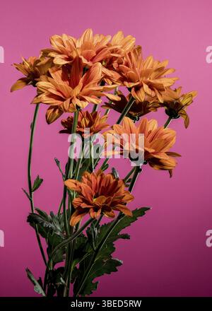 Wunderschöne Chrysantheme multiflora Conaco Orange auf rosa Hintergrund. Nahaufnahme des Blumenkopfes, Odessa, Ukraine, Europa Stockfoto