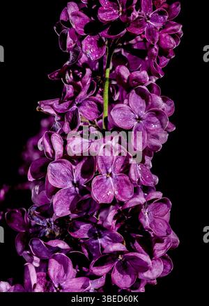 Wunderschön blühendes dunkelviolettes Flieder isoliert auf schwarzem Hintergrund. Blumenkopf Nahaufnahme, Odessa, Ukraine, Europa Stockfoto