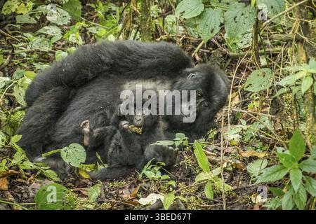 Baby Mountain Gorilla liegt mit seiner Mutter im Virunga-Nationalpark in der Demokratischen Republik Kongo Stockfoto