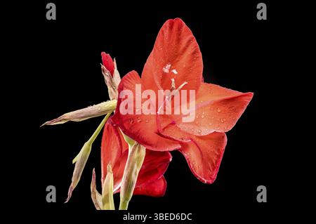 Schöner blühender roter Gladiol Oscar auf schwarzem Hintergrund. Blumenkopf Nahaufnahme, Odessa, Ukraine, Europa Stockfoto