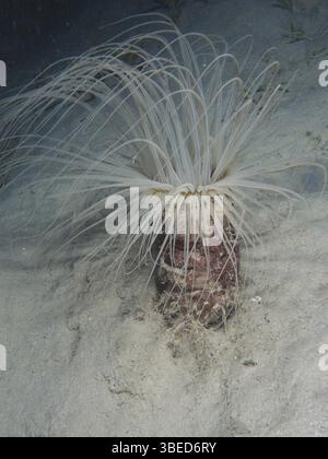 Zylinderrose (Cerianthus sp) Stockfoto