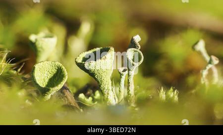 Echte Becherflechte (Cladonia pyxidata) Stockfoto