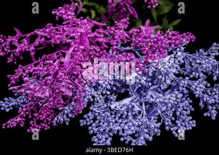 Eine Nahaufnahme leuchtender rosa und blauer Blumen mit zarten Blütenblättern und kontrastierenden Farben, perfekt für Blumenmotive und Naturmotive, Großbritannien Stockfoto