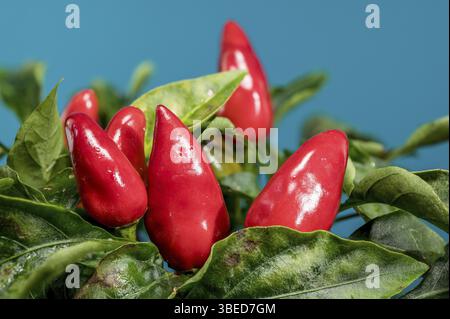 Wunderschöne rote Chili-Paprika auf blauem Hintergrund. Pfefferkopf Nahaufnahme, Odessa, Ukraine, Europa Stockfoto