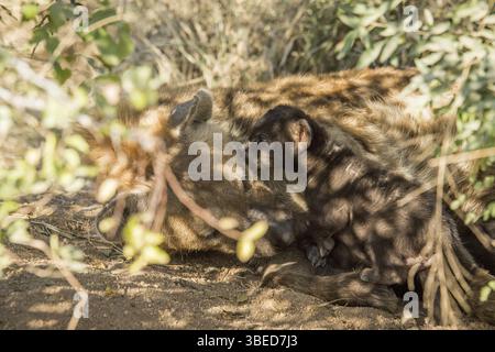 Kleiner gefleckter Hyänenwelsch mit Mutter im Krüger-Nationalpark, Südafrika, Afrika Stockfoto