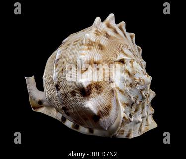Nahaufnahme einer Cassis-cornuta-Schale, auch bekannt als die gehörnte Helmschale, vor schwarzem Hintergrund, die ihre komplizierten Muster und Texturen zeigt. Stockfoto