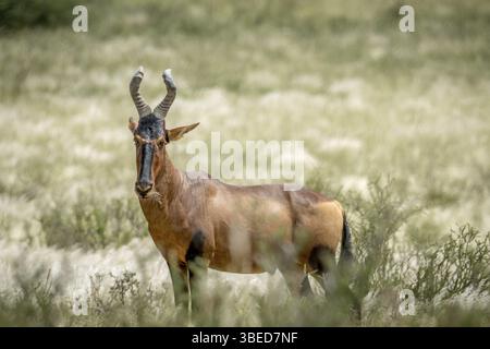 Rotes Hartebeest im hohen Gras im Kalagadi Transfrontier Park, Südafrika, Afrika Stockfoto