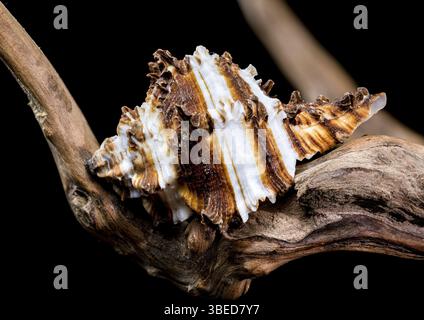 Nahaufnahme einer Endive Murex Schneckenschale der Familie Muricidae, die auf robustem Treibholz ruht und ihre stachelige Textur und das gestreifte Muster gegen ein B hervorhebt Stockfoto