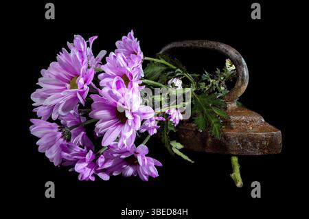 Kreatives Stillleben mit Vintage-Eisen mit rosafarbenen Chrysanthemen-Blüten auf schwarzem Hintergrund, Odessa, Ukraine, Europa Stockfoto