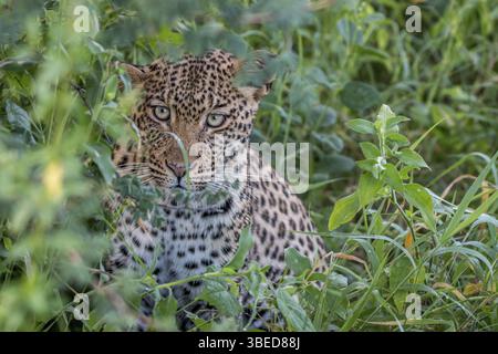 Leopard versteckt sich in den Büschen in Zentral-Kalahari, Botswana, Afrika Stockfoto