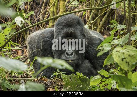 Silverback Mountain Gorilla liegt in den Blättern des Virunga-Nationalparks in der Demokratischen Republik Kongo Stockfoto