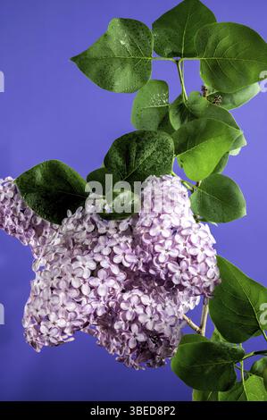 Schöne blühende rosafarbene Blüten von Syringa vulgaris (gemeiner Flieder) auf einem violetten Hintergrund. Blumenkopf Nahaufnahme, Odessa, Ukraine, Europa Stockfoto