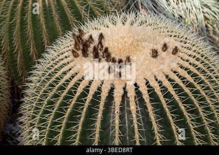 Kroenleinia grusonii, Echinocactus grusonii, Vorsitzender der Schwiegermutter (Kroenleinia grusonii, Planta) Stockfoto