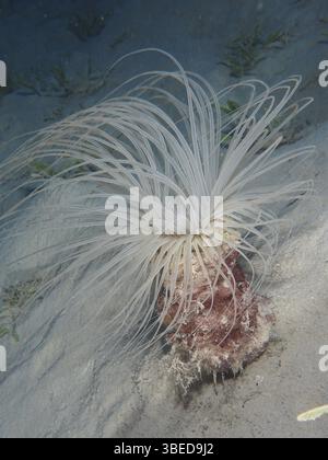 Zylinderrose (Cerianthus sp) Stockfoto