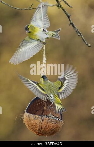 Erlenzeisig (Spinus Spinus) Stockfoto