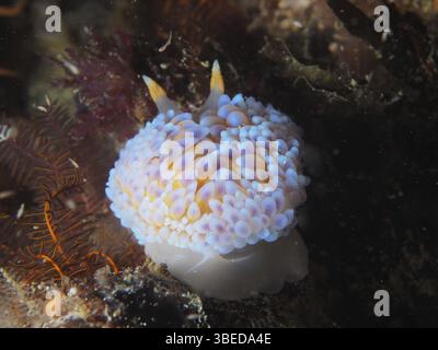 Nacktschnecke mit Silberspitze (Janolus capensis) Stockfoto