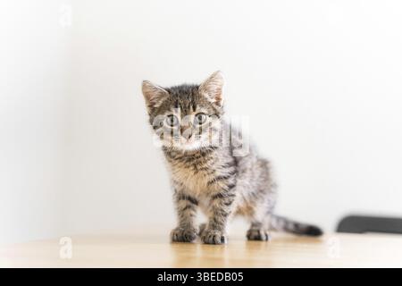Nahaufnahme eines kleinen, gestromten Kätzchens mit großen Augen. Neugierige Katze Lifestyle Schuss. Liebenswert gemütlich Katze Freund. Tierportrait mit großen Augen. Stockfoto