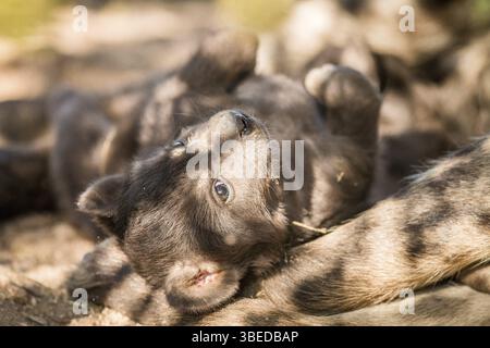 Gefleckter Hyänenjunge im Kruger-Nationalpark, Südafrika, Afrika Stockfoto
