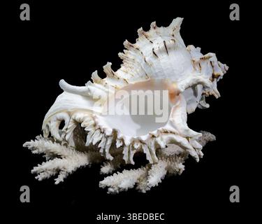 Chicoreus ramosus, allgemein bekannt als die ramose murex Shell, auf weißen Korallen vor schwarzem Hintergrund, Ukraine, Europa Stockfoto