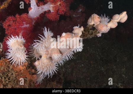 Tigeranemone (Nemanthus annamensis) Stockfoto