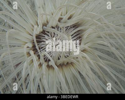 Zylinderrose (Cerianthus sp) Stockfoto