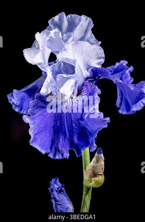 Schöne blühende blaue Iris Mariposa Himmel Blumen auf schwarzem Hintergrund. Blumenkopf Nahaufnahme, Odessa, Ukraine, Europa Stockfoto