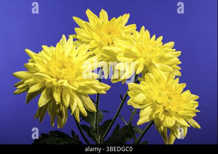 Chrysantheme Amour gelbe Blume auf blauem Hintergrund. Blumenkopf Nahaufnahme, Odessa, Ukraine, Europa Stockfoto