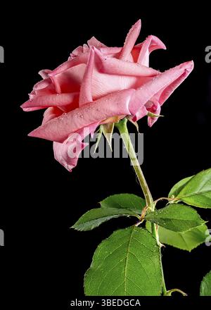 Korallenrosa französische Rose auf schwarzem Hintergrund. Blumenkopf Nahaufnahme, Odessa, Ukraine, Europa Stockfoto