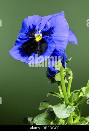 Nahaufnahme einer leuchtenden blauen und lila Stiefmütterchenblüte mit Wassertropfen auf ihren Blütenblättern vor grünem Hintergrund. Die zarte Textur und die Komplexität Stockfoto