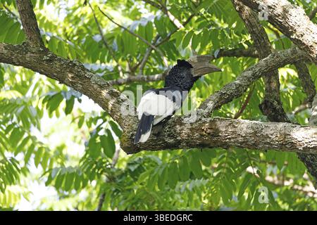 Grauwangenhornschnabel (Bycanistes subzylindricus) Stockfoto