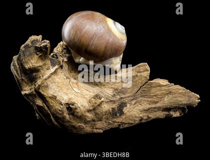 Eine polierte braune Mondschneckenschale mit dezenten cremefarbenen und weißen Spiralen, die elegant auf strukturiertem Treibholz vor einem krassen schwarzen Hintergrund aufliegt, zeigt Stockfoto