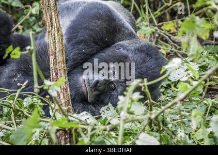 Silverback Mountain Gorilla liegt im Virunga-Nationalpark in der Demokratischen Republik Kongo Stockfoto