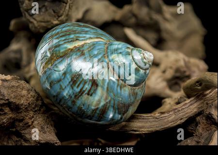 Eine leuchtende türkisfarbene nautilus-Schale mit wirbelnden braunen und weißen Mustern, die auf rustikalem Treibholz vor schwarzem Hintergrund präsentiert wird, was seine hervorhebt Stockfoto