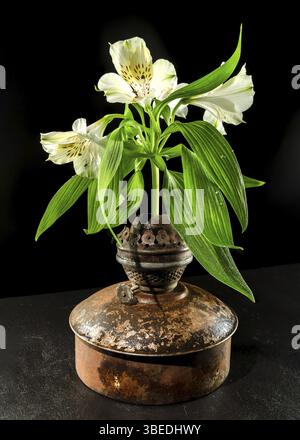 Eine Nahaufnahme einer antiken, rostigen Öllampe, die mit einer einzigen weißen Alstroemeria-Blume und grünen Blättern vor dunklem Hintergrund verziert ist. Die Kontraste Stockfoto