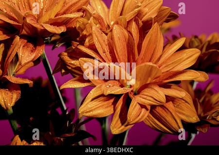 Wunderschöne Chrysantheme multiflora Conaco Orange auf rosa Hintergrund. Nahaufnahme des Blumenkopfes, Odessa, Ukraine, Europa Stockfoto