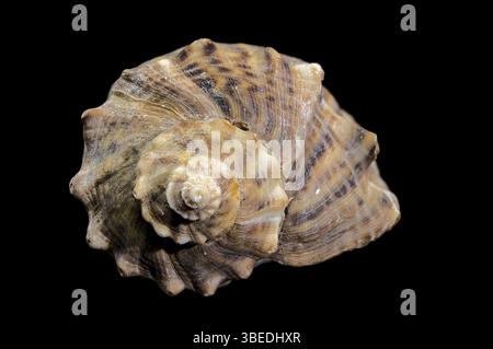 Nahaufnahme einer Rapana venosa Muschel auf schwarzem Hintergrund mit detaillierter Textur und natürlichen Mustern, Odessa, Ukraine, Europa Stockfoto