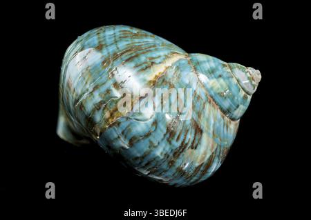 Eine leuchtend türkisfarbene nautilus-Schale mit wirbelnden braunen und weißen Mustern auf schwarzem Hintergrund, die die glänzende Textur und das einzigartige Design unterstreicht Stockfoto