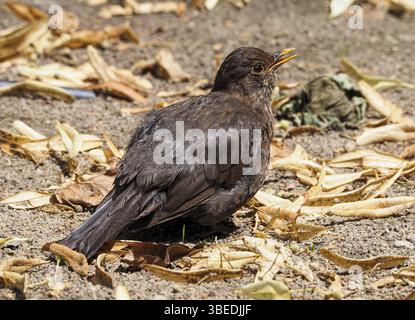 Junger Amsel unreif (Turdus merula) Stockfoto