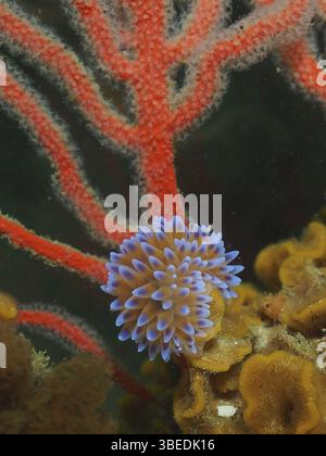 Nacktschnecke mit Silberspitze (Janolus capensis) Stockfoto