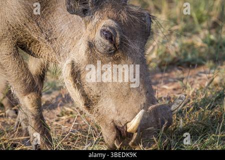 Nahaufnahme eines Warzenschweins, das im Pilanesberg-Nationalpark, Südafrika, Afrika isst Stockfoto